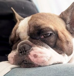 Toribio Di Maggio's head