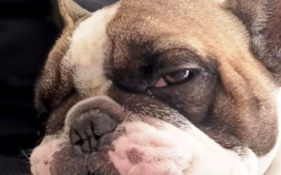 Toribio Di Maggio's head